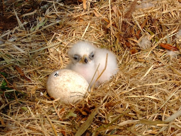 The hatching was part of a plan to reintroduce Golden Eagles into Ireland