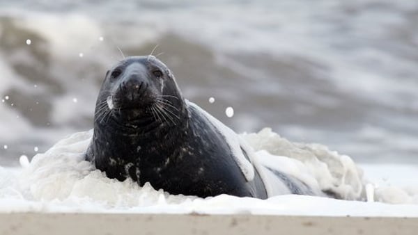 Sunday Miscellany: The Seal Whisperer, by Michael Cullen