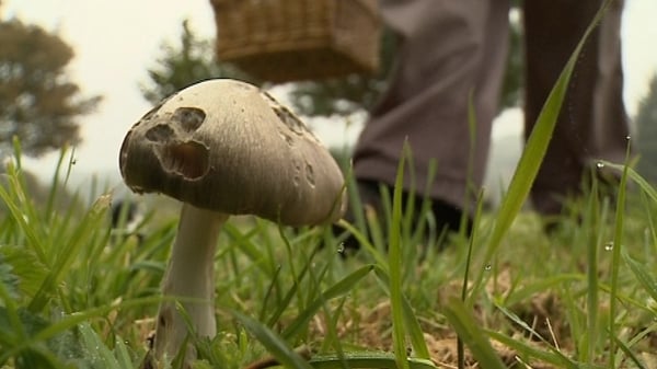 Sunday Miscellany: Mushroom Picking, by Alexander McMaster