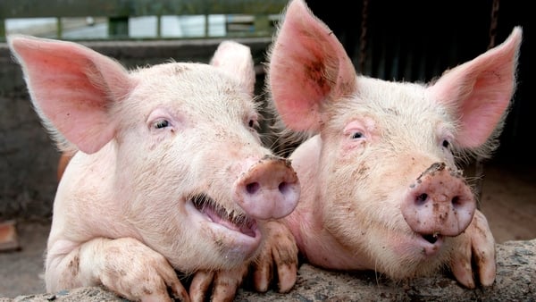 Porknite: "moving around a joystick with your snout is a lot harder than with opposable thumbs"