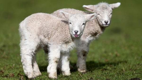 Sunday Miscellany celebrates the joys of lambing season