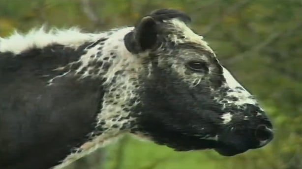 Big Bertha holds two Guinness World Records, including oldest cow recorded.