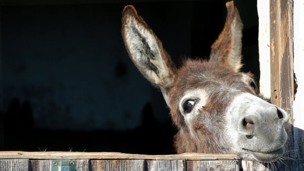 Draw With Alan - how to draw a wonky donkey!