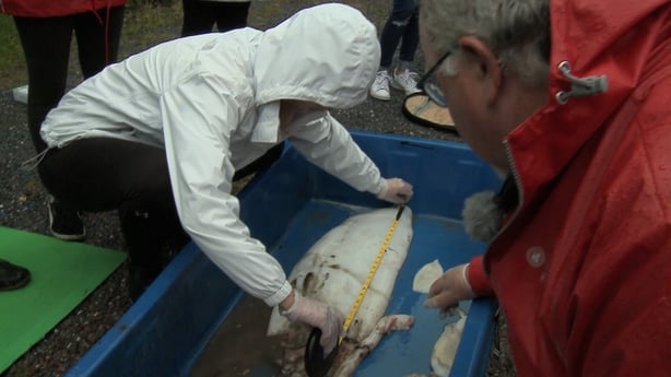 The 5.8m (19') squid was caught by the crew of the fishing vessel Cú na Mara.