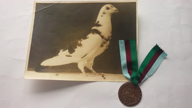 Paddy the Pigeon received the Dickin Medal and is the only Irish animal to be decorated.
