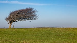 Weather Forecast 