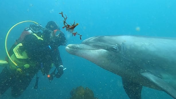 Dusty swam among the divers and appeared to interact with them (Pic: Burren Sub Aqua Club)