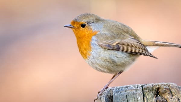 The Christmas bird coming to a garden near you