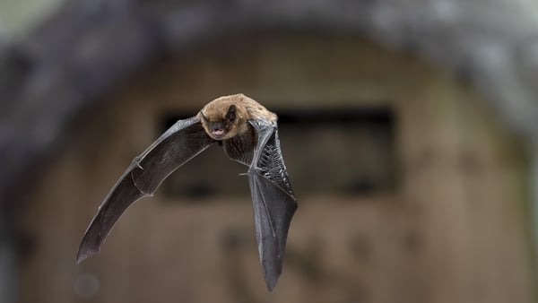 Ecolution: Bats are the good guys!