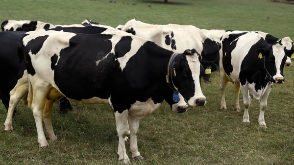 Levels of bovine tuberculosis on Irish farms have risen significantly in recent years (file pic)