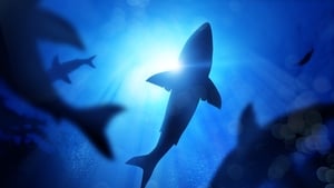 Filmmaker Ken O'Sullivan on researching sharks on the Irish coast