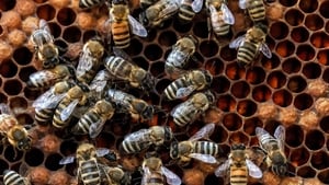 Bees in the house 