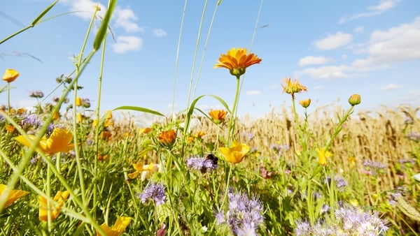 Biodiversity Week: Six episodes of Ecolution to celebrate