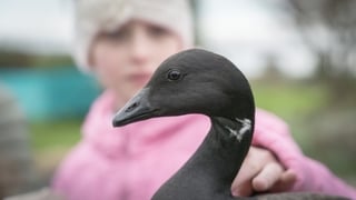 Where the Wild Geese Go: Visit rte.ie/goose