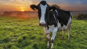 How to Show a Cow 
