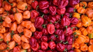 Eamon de Freitas Hot Sauce Recipes