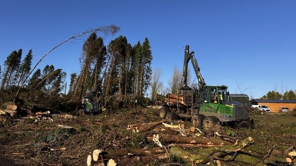 Trees damaged by Storm Éowyn being cleared from Mote Park Forest.