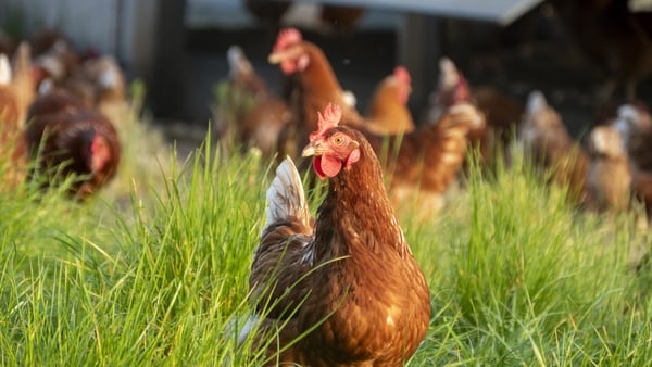 The order was introduced in February due to the heightened risk of bird flu, but will be revoked on 10 May