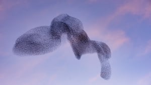 Starling Murmurations: "This is something really, really special"