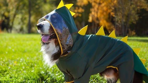 This is definitely a dragon!