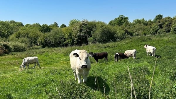 After scrub clearance in 2024 by a team from the airport, traditional Droimeann cattle - a native, rare breed in Ireland - were introduced for conservation grazing
