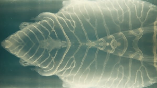 An image from Siobhan McDonald's new exhibition Sea Bones