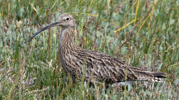 The curlew is one of the most endangered bird species in Ireland and has seen 98% of its population lost since the 1980s