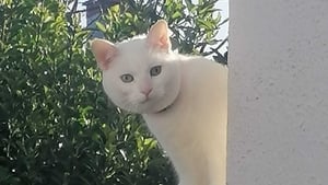 Cat Killing