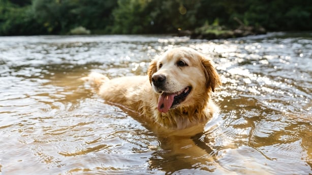 Photo of a golden retriever swimming in the river on a hot summer day.
