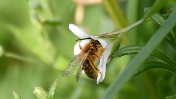 A mining bee covered in yellow pollen. Photo: Claudia Barry